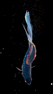 Screenshot 4 for Betta Fish Live Wallpaper FREE 1.3.5 Unlocked