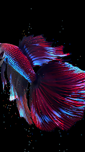 Screenshot 5 for Betta Fish Live Wallpaper FREE 1.3.5 Unlocked