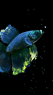 Screenshot 7 for Betta Fish Live Wallpaper FREE 1.3.5 Unlocked