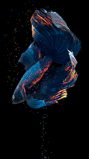Screenshot 1 for Betta Fish Live Wallpaper FREE 1.3.5 Unlocked