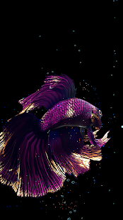 Screenshot 3 for Betta Fish Live Wallpaper FREE 1.3.5 Unlocked
