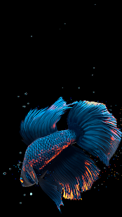 Screenshot 2 for Betta Fish Live Wallpaper FREE 1.3.5 Unlocked