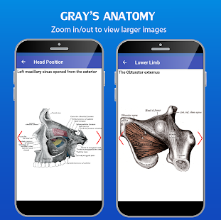 Screenshot 2 for Gray’s Atlas of Anatomy Pro No Ads 1.1